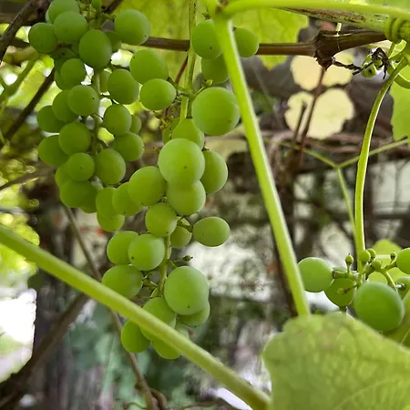 Διαμέρισμα Mit Sonnenterrasse, Monteursunterkunft, Gaestewohnung