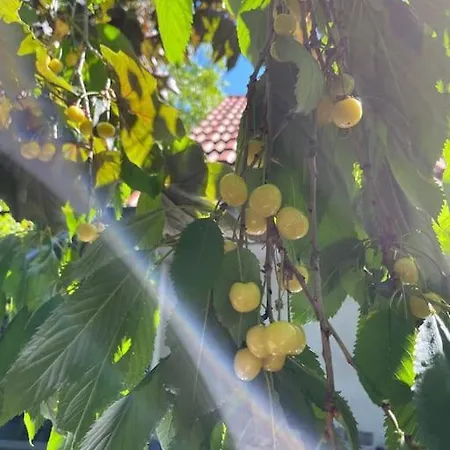 Mit Sonnenterrasse, Monteursunterkunft, Gaestewohnung *