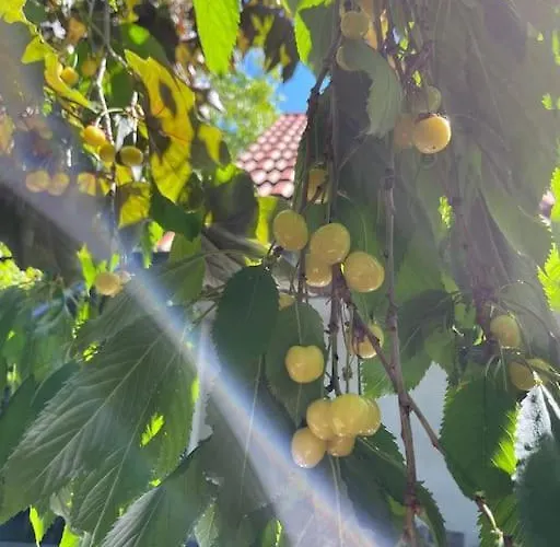 Mit Sonnenterrasse, Monteursunterkunft, Gaestewohnung *